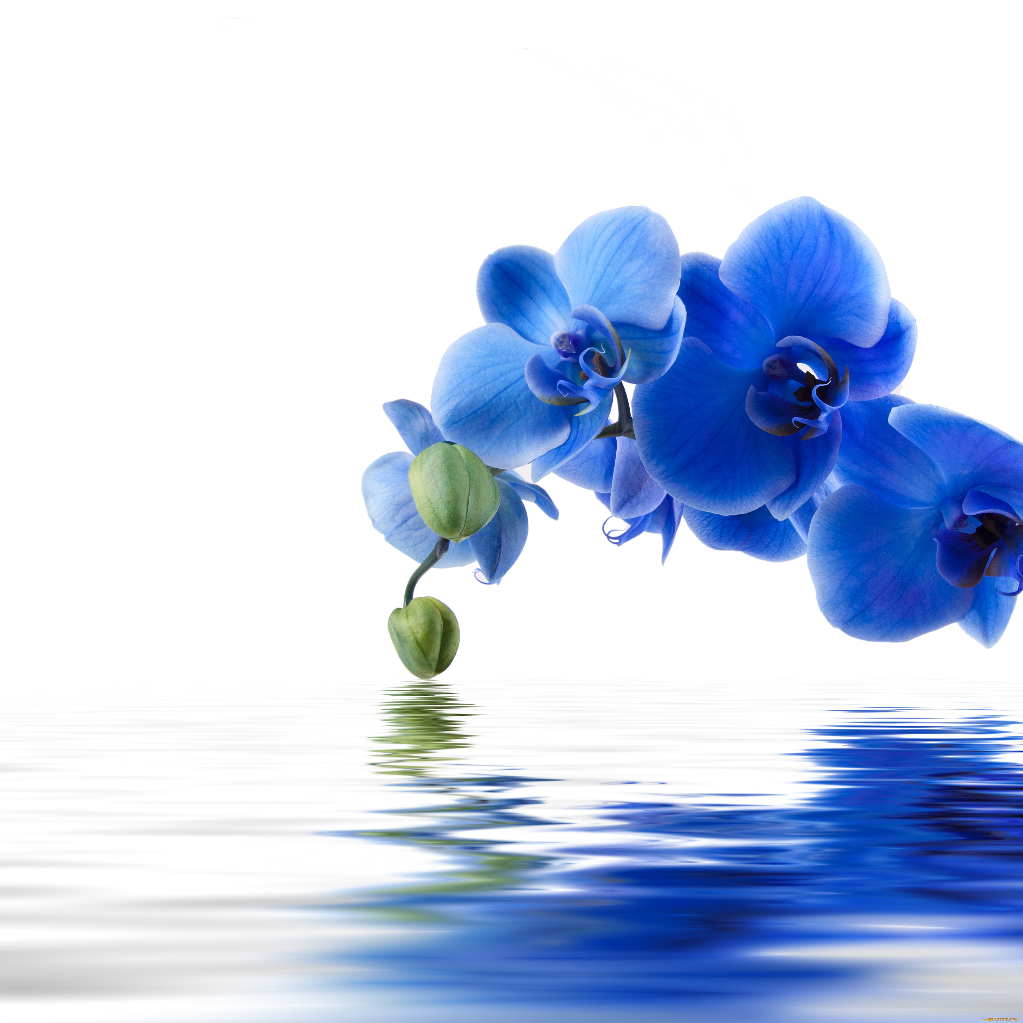 Синие орхидеи